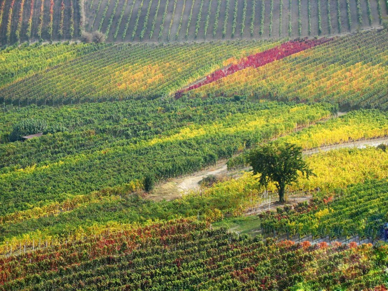 Casa Vacanze Fusina Appartamento Dogliani Esterno foto